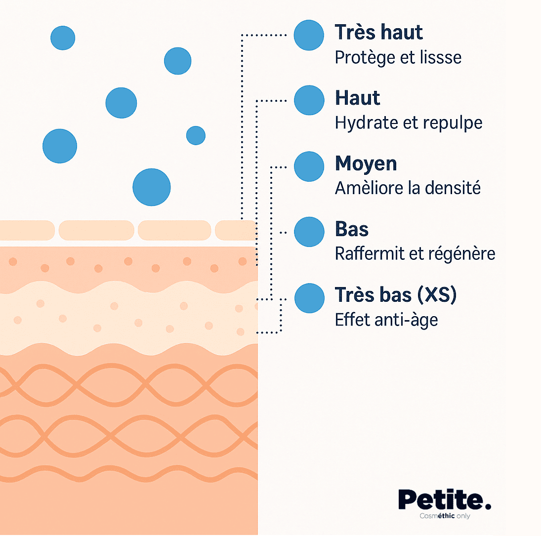 Illustration de l'action ciblée des cinq poids moléculaires d'acide hyaluronique